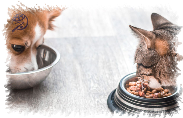 واردات غذای پت از چین؛ تقاضایی که هر سال بیشتر می‌شود