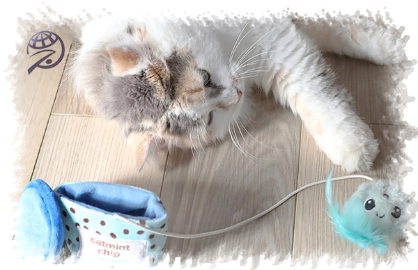 سرمایه اولیه و استراتژی‌های مالی برای واردات موفق محصولات پت از چین